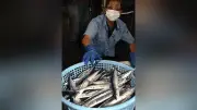 釧路でサンマ初水揚げ、過去最高の1キロ44万円 大ぶりで漁獲量103.8キロ