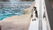 京都水族館のペンギン散歩動画がXで話題 予想外の展開にほっこり