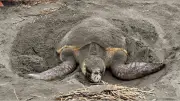アカウミガメが高知県の海岸で産卵、昼間に居残る珍しい行動