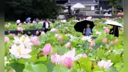 秋田・千秋公園のハスが見頃、お堀を彩るピンクの花
