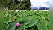 愛西市「ふれあいの里 HASUパーク」でハスの花が見頃迎える
