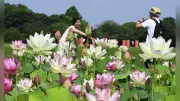 特別史跡・藤原宮跡でハナハス見頃 ピンクや白の花、8月上旬まで