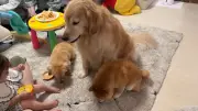 豆柴うに＆ゴールデンおからの赤ちゃんとの触れ合いにほっこり
