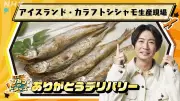 相葉雅紀、カラフトシシャモ漁の裏側に驚き「偶然じゃなかった」アイスランド生産者に感謝