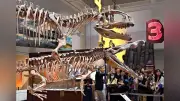 「大絶滅展」17日開幕、生命40億年の歴史500点展示 大阪市立自然史博物館