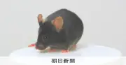 思春期に多い骨肉腫の発症メカニズム解明 東大と慶大が老化研究から偶然発見