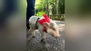 マイクロブタカフェが人気、ペットとしても注目 中型犬サイズで癒やし効果