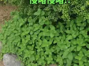 ミント栽培の注意点：地植えは危険？鉢植えが推奨される理由