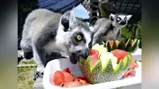 サルも暑さ対策でスイカやメロン　愛知の日本モンキーセンター