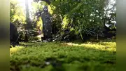 筑西・最勝寺の苔庭、猛暑日に新緑で癒やしの空間