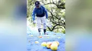 「副業」で特産の梅づくり支援 和歌山県田辺市の職員に制度が広がる 人手不足に悩む農業現場への理解深める