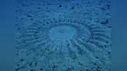 奄美大島の海底でアマミホシゾラフグのミステリーサークル発見