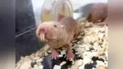 寿命30年のハダカデバネズミ、老化兆候なくがん発症率も低い…九州大「デバ研」の研究