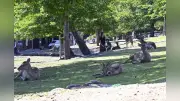 奈良のシカ過去最多1687頭 過剰な餌やりが一因、愛護会が注意喚起