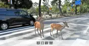 奈良公園の鹿、過去最多の1687頭に　2年連続更新、餌やりが原因か