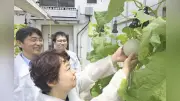 熟成自在で1か月保存可能なメロン、農研機構などが開発