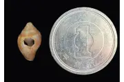 ネアンデルタール人と現生人類、文化や価値観を共有 国際研究