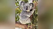埼玉県こども動物自然公園にコアラの新ペア、豪州から8月譲渡
