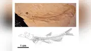 約1600万年前の地層から新種シシャモ「イズモシシャモ」発見、島根大が発表