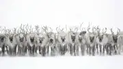 NHK BS「ワイルドライフ」田園や北極圏の生き物を映す