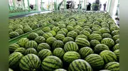 「尾花沢すいか」出荷本格化、寒暖差活かした甘さと食感が特徴