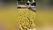 天日で猛暑を制す、岡山県津山市で梅干しづくり 1日3回ひっくり返して3日間、シソ梅は9月上旬から道の駅で
