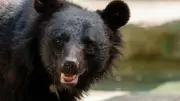 【2026年6月BEST】東京・奥多摩の変死体、クマ以外の人喰い生物の可能性を作家が解明