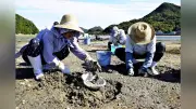 尾道のアサリ漁獲量が昨年同期比2倍超、漁業者の地道な努力実る