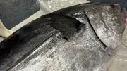 クロマグロ回復が沿岸漁業を苦しめる矛盾、漁獲枠配分の不公平とは