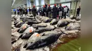 クロマグロ国際会議、漁獲枠拡大合意できず閉幕…継続協議へ