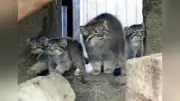 神戸どうぶつ王国でマヌルネコの赤ちゃん5匹公開、成長見守って