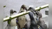 大洗水族館のペンギン38羽が竹の流し台でアジやイカナゴをすくい食う流しそうめんイベント9月23日まで