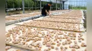 田辺で梅の天日干し始まる 南高梅をコロコロで返し白干しに
