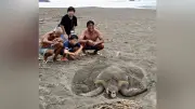 アカウミガメが昼間に産卵、高知・平野海岸で今季初の珍事