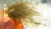 滋賀・彦根の湧水小流でユタカカワモズク発見、希少な紅藻の生態
