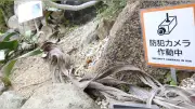 全国の植物園で希少植物盗難相次ぐ、絶滅危惧種も被害