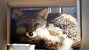 鹿児島市の平川動物公園にアカギツネ「コン」が来園、公開へ