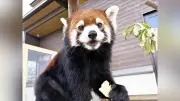 桐生が岡動物園のレッサーパンダ「フラン」が初妊娠、公開休止へ