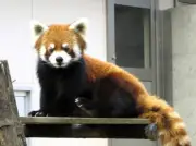 23歳レッサーパンダ風太くん、ひょっこり顔出しに「反則級のかわいさ」