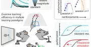 マウス実験で報酬の大きさが学習効率を決定、Science誌に掲載