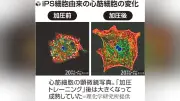 ｉＰＳ心筋、加圧で強く…理研チームが短期間で成熟成功