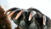 上海サファリパークで10頭超のヒグマが男を襲撃、習近平も頭を抱えた悲劇【2026年6月BEST】