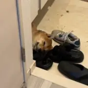 玄関の床でくつろぐ柴犬、クールベッドを購入も翌日には無残な姿に…「お財布がひんやりしたね」と共感の声