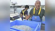 霞ヶ浦と北浦でシラウオ・ワカサギ漁解禁、初水揚げ