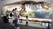 「しずおか恐竜王国2026」開幕、ティラノサウルス骨格など約80点展示