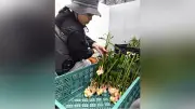 島根「出西しょうが」出荷開始、暑さを吹き飛ばす辛さ