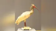 シーボルトが滋賀で買い求めたトキ剥製、200年ぶり里帰り 日本象徴する鳥のきっかけに