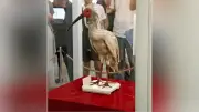 シーボルトが江戸時代に購入したトキ剥製、滋賀で200年ぶり里帰り展示開始