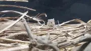 栃木県なかがわ水遊園で日本最小のカヤネズミ赤ちゃん誕生、SNSで癒しの声