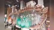 竜脚類の巨大化の謎に迫る特別展、福井県立恐竜博物館で開催中